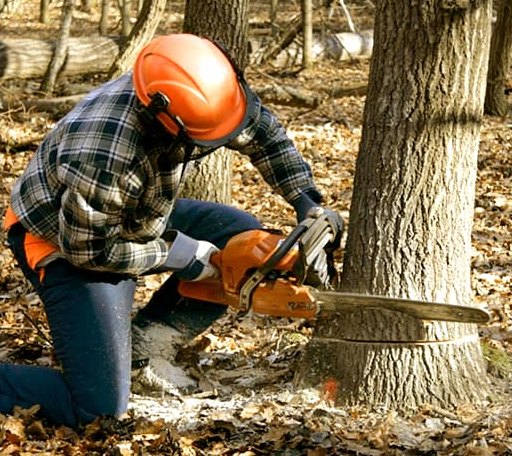 Tree Removal in Hamilton, AL